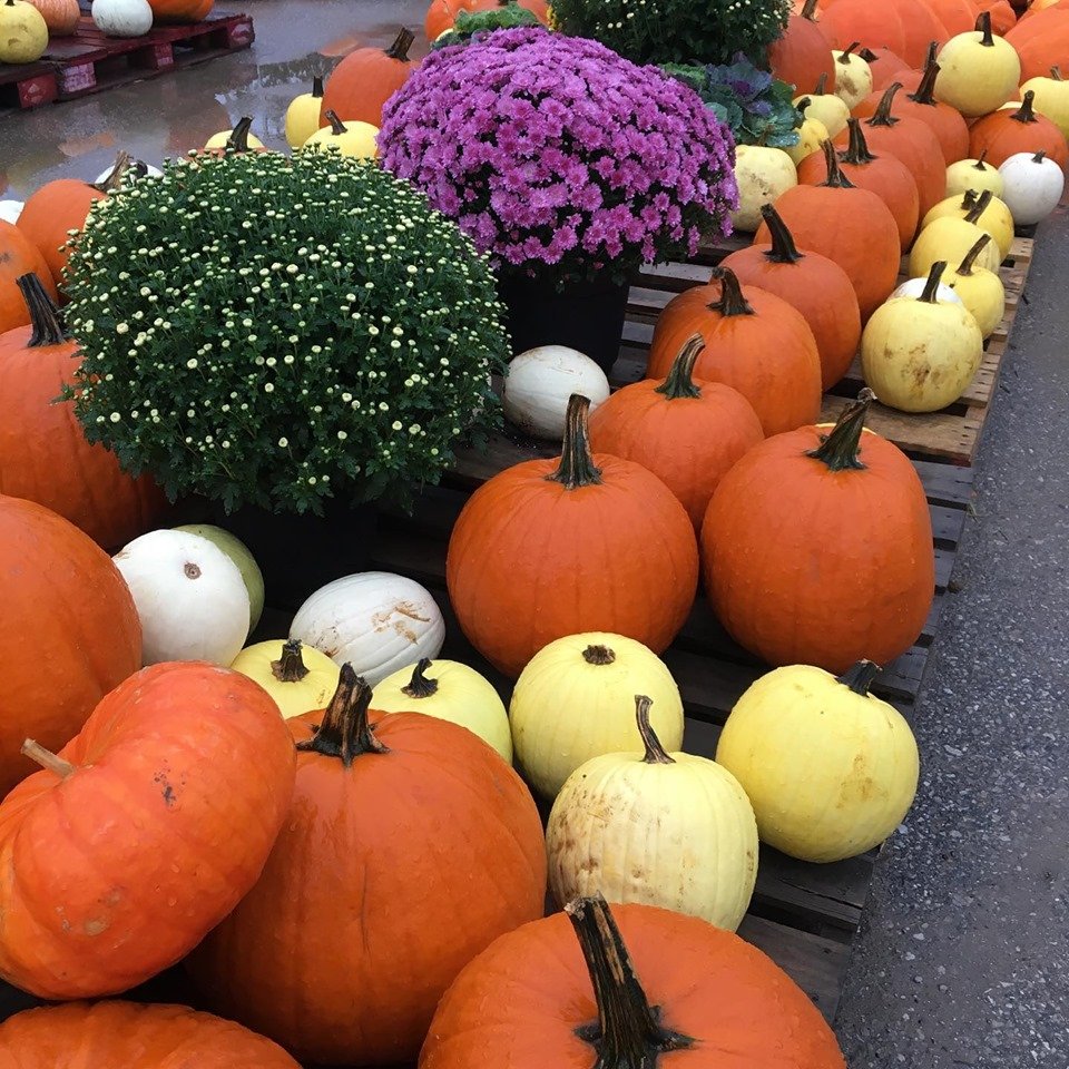 Pumpkins on Barrie Hill Farms